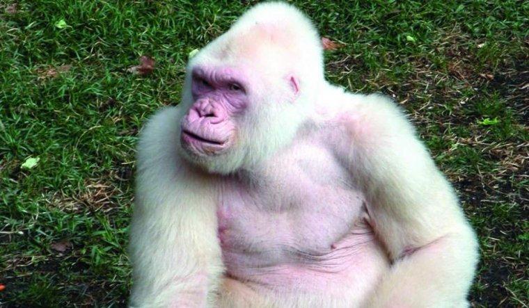 Белая горилла фото