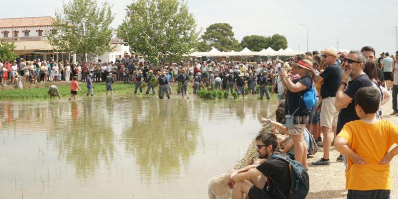 Festa de la Plantada de l'Arròs a Deltebre