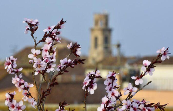 La Floración en Torres de Segre FOTO Turismo Cataluña